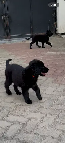 FOR ADOPTION. Young black Labrador-mix puppy — friendly, ready for home