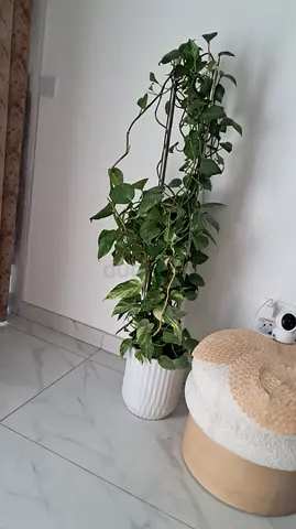 Indoor money plant