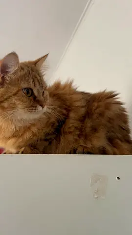 6 month old Norwegian Persian, looking for a home