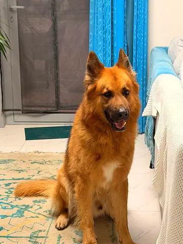 Dog