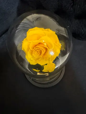 Preserved Yellow Rose in Glass Dome Decorative Piece ( forever rose lodon )