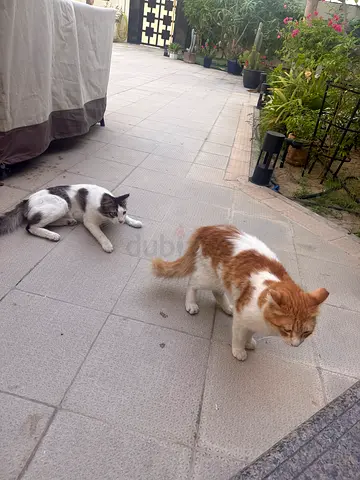 Two beautiful one year old cats available for adoption
