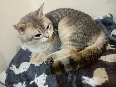 Free adoption cats