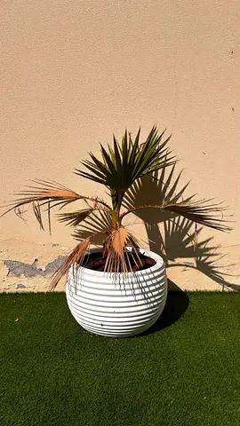 Small Potted Palm in White Ceramic Planter - Good for Balcony/Patio