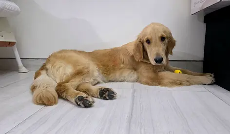 Pet for Adoption