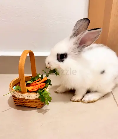 Cute White rabbit