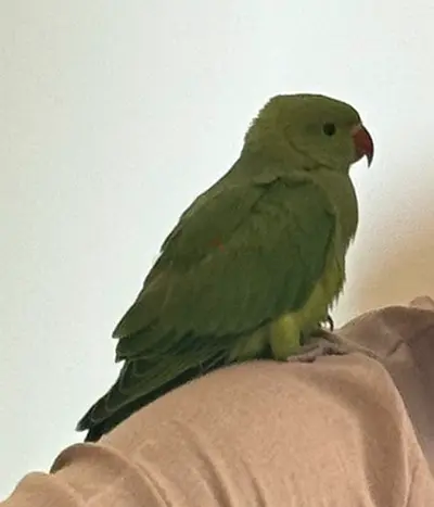 Indian Ringneck Parrot - Friendly, never bites,  Hand-Tamed, started self eating.