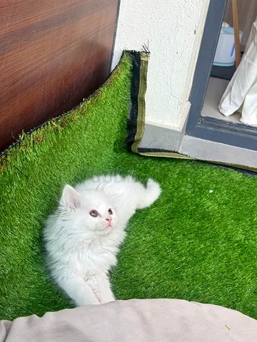 Kitten for free adoption
