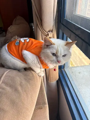 Friendly white cat available for adoption — calm indoor companion