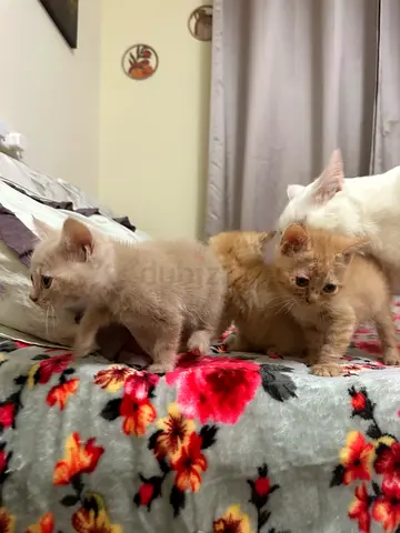 Cats for Adoption
