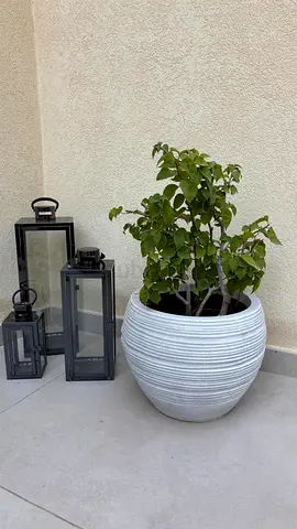 Medium Round White Outdoor bougainvillea in white Planter