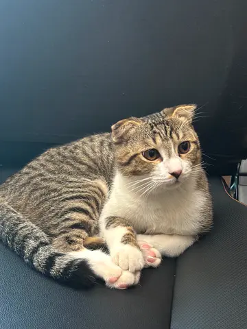 Tabby mix-Scottish Fold Kitten for Adoption
