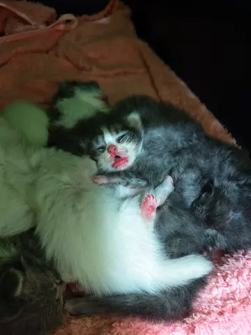 Kittens