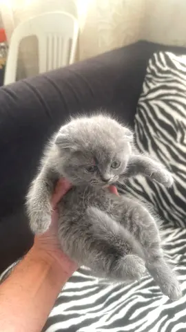 Pure Scottish Male Kitten