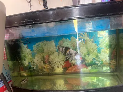 Fish Tank