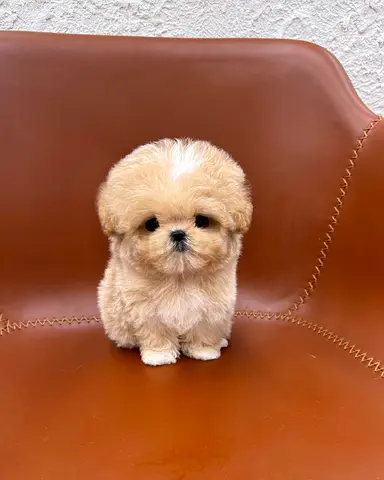 Poodle puppies