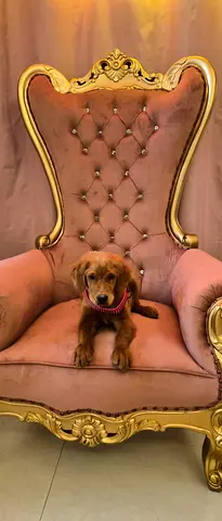 Golden Retreiver puppy for adoption