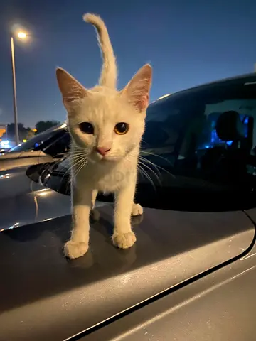 Beautiful male and female white kittens for free adoption