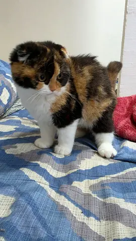 Young Scottish Fold kitten