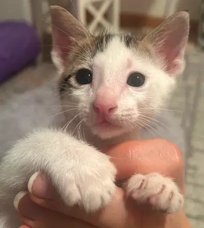 Kitten for adoption