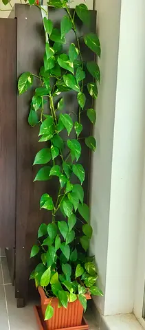 Plants (six)