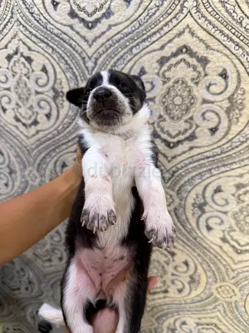 Puppies for urgent adoption for free