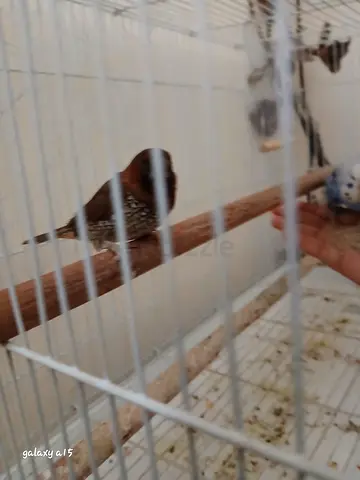 Finch free adoption