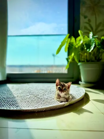 cat for free adoption