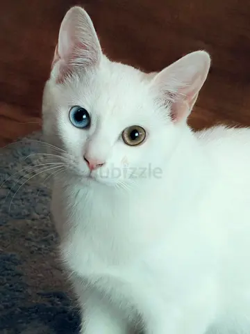 white kitten looking for a loving home