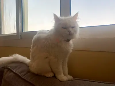 Persian cat for adoption