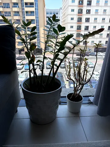 Two indoor potted plants on windowsill — ZZ plant and small succulent (good condition)