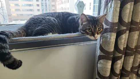 Friendly tabby cat available for rehoming healthy and calm. He is 5 years. Really friendly playful