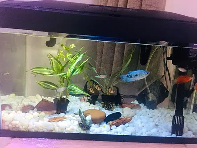 Used 60L Glass Aquarium Tank with Filter, and Gravel - Ready to Setup (No Fish)