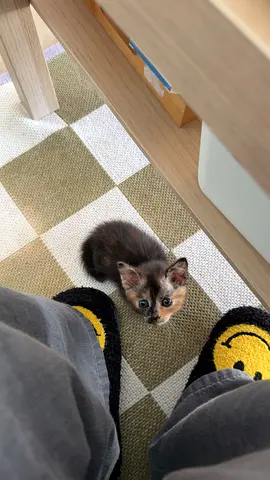 Tiny kitten and her mom looking for a home