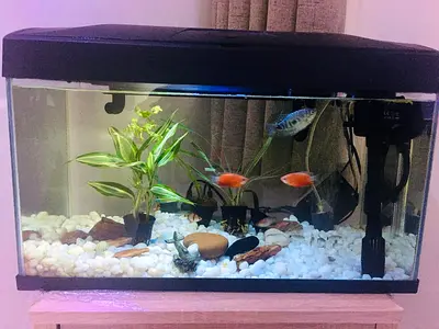 Used 60L Glass Aquarium Tank with Filter, and Gravel - Ready to Setup (No Fish)