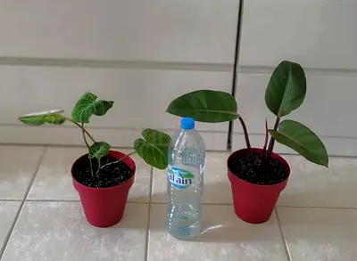 Philodendron red Congo and philodendron gloriusum
 100 dhs only
