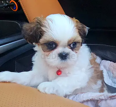 Pure Shihtzu puppies male and female available cute little puppy dog teacup mini size