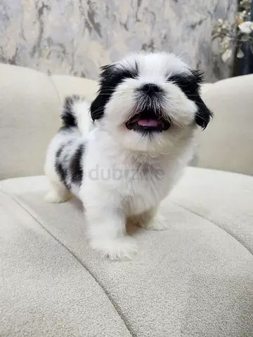 Shihtzu Female puppy