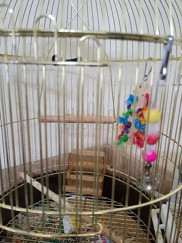 Small decorative bird cage with perch and toys - used