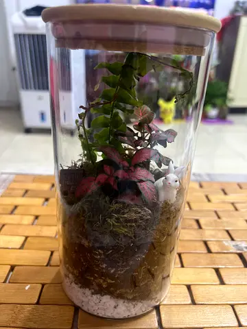 Handmade Mini Glass Terrarium with Live Plants and Miniature Decor