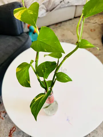 Money plant for sale
