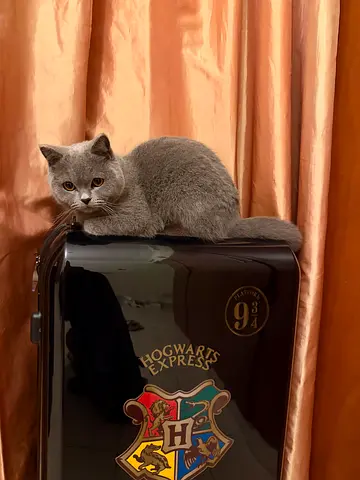 Car giveaway Scottish shorthair