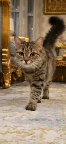Cute friendly kitten for adoption