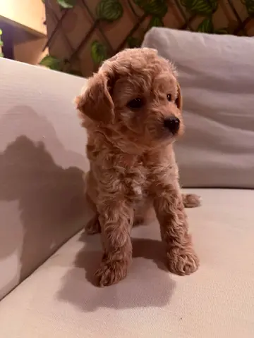 pet