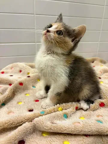 Lovely Female kitten, Mix breed, 1 month and half. Looking for a forever home.