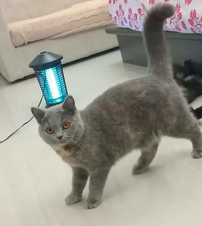 Cat adoption