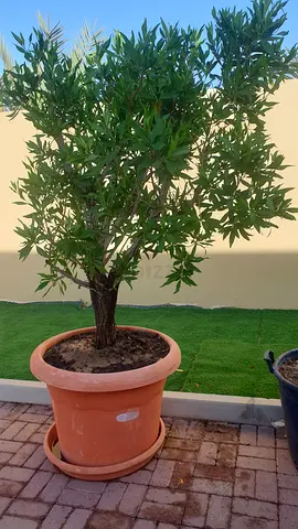 Mature Potted Outdoor Tree in Large Terracotta Planter ,outdoor Big plants