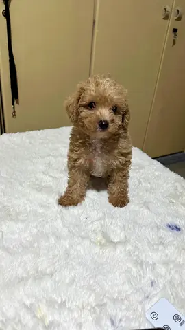 3-month-old Toy Poodle mix puppy — healthy, playful