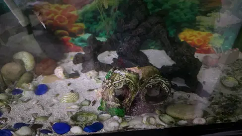 Small aquarium tank with decor and gravel - ready to set up