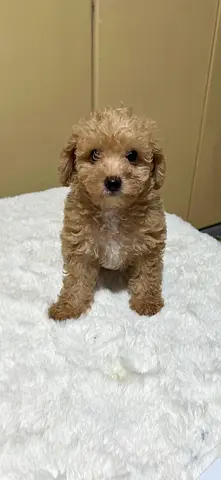 pet